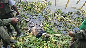 খানজাহান আলী মাজার দিঘির কুমিরটি সরিয়ে নেওয়ায় ক্ষোভ, ফেরতের দাবি