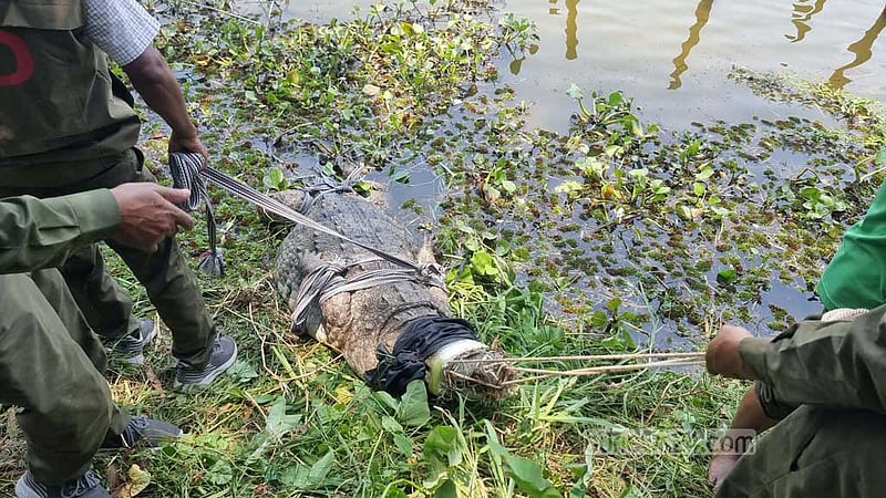 সরানো হলো খানজাহান আলী মাজার দিঘির কুমির, রাখা হবে খুলনায়