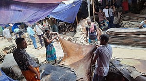 গাইবান্ধার কালিবাড়ী হাটে চামড়া প্রচুর, তবে দাম ও ক্রেতা কম