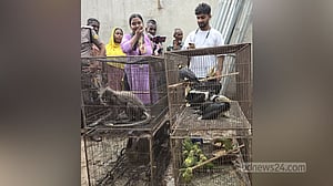 বনবিভাগের অভিযানে রাজধনেশ-হনুমান-সজারুসহ ৪২ প্রাণী উদ্ধার