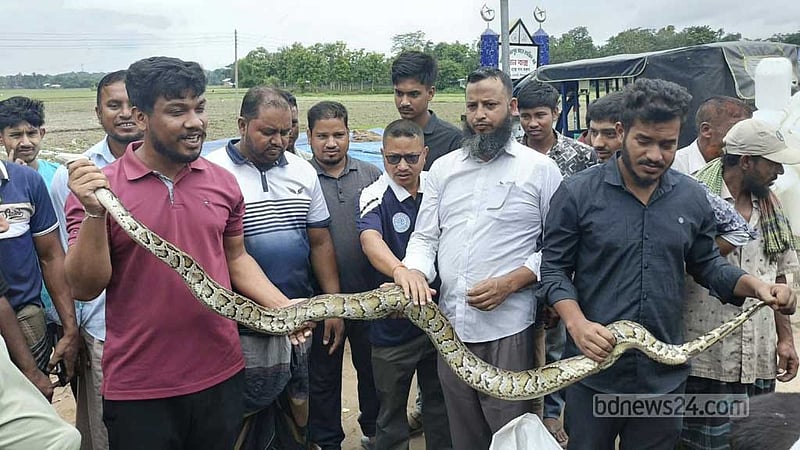 দীঘিনালায় মাছ ধরার জালে আটকা পড়ল ৮ ফুট লম্বা অজগর