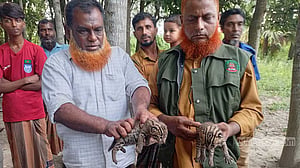 মাগুরায় পাট ক্ষেত থেকে মেছো বাঘের ২ শাবক উদ্ধার, বনে অবমুক্ত
