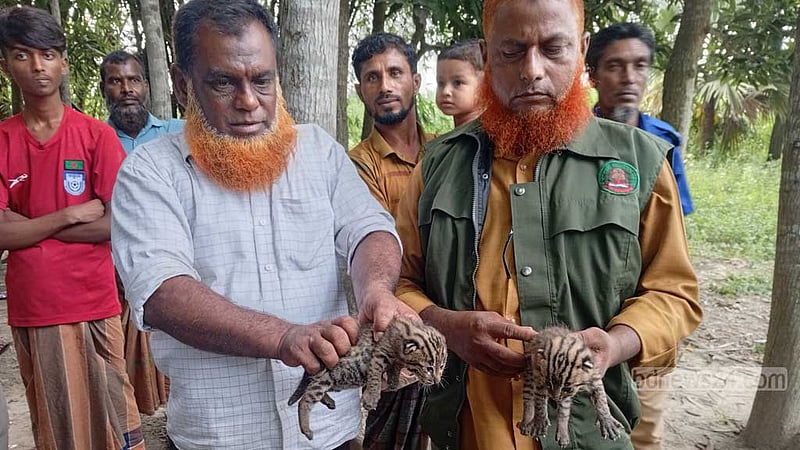 মাগুরায় পাট ক্ষেত থেকে মেছো বাঘের ২ শাবক উদ্ধার, বনে অবমুক্ত