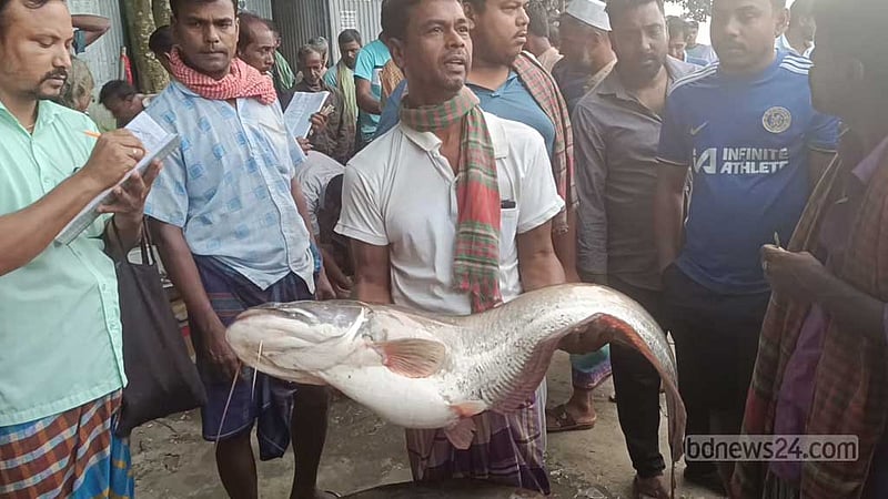 পদ্মায় ধরা পড়ল ১৩ কেজির বোয়াল, বিক্রি ২২ হাজারে