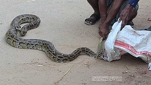 নেত্রকোণায় গারো পাহাড়ের অজগর লোকালয়ে