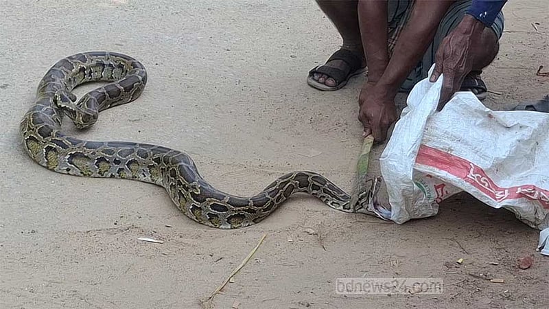 নেত্রকোণায় গারো পাহাড়ের অজগর লোকালয়ে