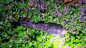 পঞ্চগড়ে বালু উত্তোলনের সময় মর্টার শেল উদ্ধার