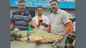 রাজবাড়ীতে পদ্মায় ধরা ৩৫ কেজির বাঘাইড় ৮৭ হাজারে বিক্রি