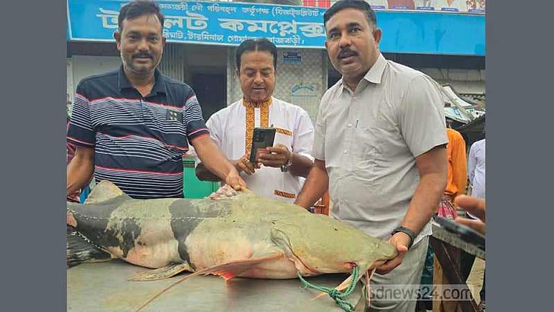 রাজবাড়ীতে পদ্মায় ধরা ৩৫ কেজির বাঘাইড় ৮৭ হাজারে বিক্রি