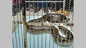 দোকান খুলতেই বিশাল অজগর, বাজারজুড়ে আতঙ্ক