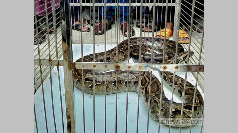 দোকান খুলতেই বিশাল অজগর, বাজারজুড়ে আতঙ্ক