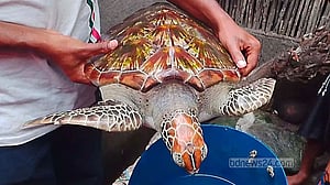 সাতক্ষীরায় জেলের জালে ১০ কেজির রঙিন কচ্ছপ