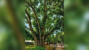 শেরপুরে জেলা প্রশাসকের হস্তক্ষেপে বাঁচল শতবর্ষী বটগাছ