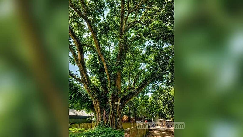 শেরপুরে জেলা প্রশাসকের হস্তক্ষেপে বাঁচল শতবর্ষী বটগাছ