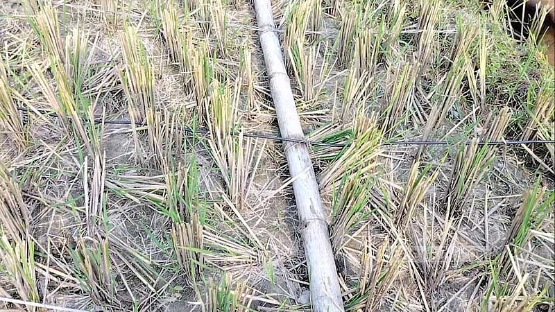 টাঙ্গাইলে বাঁশের খুঁটি ভেঙে পড়ে থাকা তারে বিদ্যুৎস্পৃষ্টে ৫ গরুর মৃত্যু