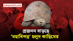চট্টগ্রাম চিড়িয়াখানায় প্রজনন বাড়ছে ‘মহাবিপন্ন’ হলুদ কাছিমের