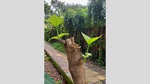 ‘নতুন কুড়ি গজাবেই...’