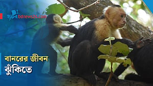 জলবায়ু সংকটে কঠিন হচ্ছে বানরের জীবন