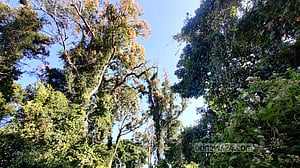 সঞ্জিবনী ‘পাড়াবন’