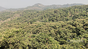 আমের মুকুলে কীটনাশক, স্বাস্থ্য ঝুঁকিতে চাষি!