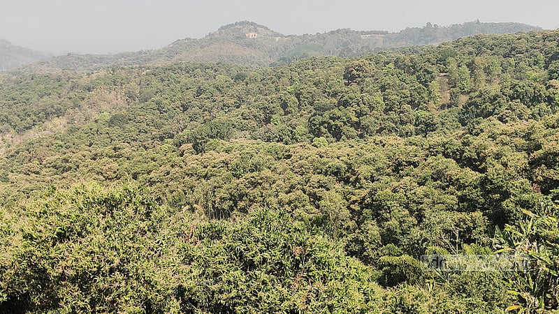 আমের মুকুলে কীটনাশক, স্বাস্থ্য ঝুঁকিতে চাষি!