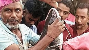 মেঘনায় বড়শিতে ধরা পড়ল ১৭ কেজির বোয়াল