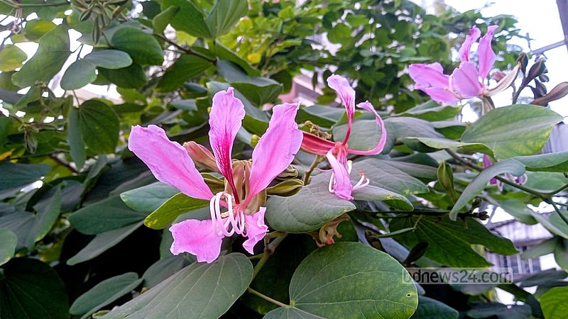 দেবকাঞ্চনের বেগুনি দীপ্তি