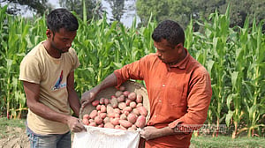 এবারও শঙ্কায় আলু চাষি, সরকারিভাবে সংগ্রহের দাবি