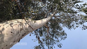 ইউক্যালিপটাস-আকাশমনি: চট্টগ্রামে ধ্বংস ৫৩ লাখ, আর বাকি ৫ লাখ