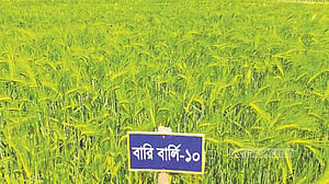 লবণাক্ত জমিতে বার্লি চাষ, উপকূলে নতুন সম্ভাবনা
