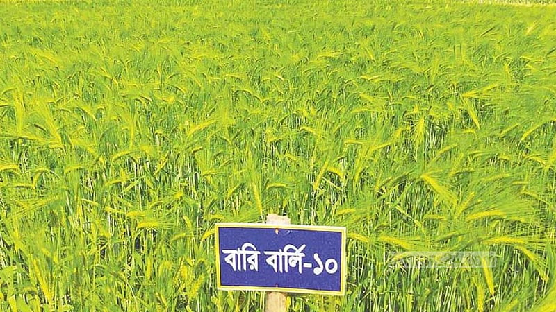 লবণাক্ত জমিতে বার্লি চাষ, উপকূলে নতুন সম্ভাবনা