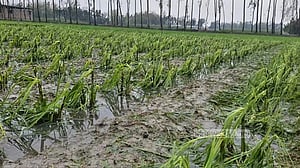 নীলফামারীতে ঝড়-শিলাবৃষ্টিতে ৪৯৩ হেক্টর জমির ফসল ক্ষতিগ্রস্ত