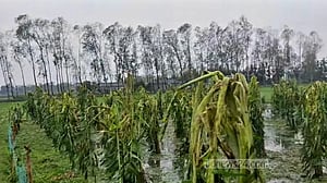 নীলফামারীতে কালবৈশাখী-শিলাবৃষ্টিতে ফসলের ব্যাপক ক্ষতি