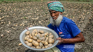 মুন্সীগঞ্জে আলুর ফলন ভালো, কৃষকের ভয় দাম নিয়ে