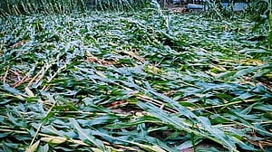ঝিনাইগাতীতে শিলাবৃষ্টিতে ১০ হেক্টর জমির ভুট্টা ক্ষতিগ্রস্ত
