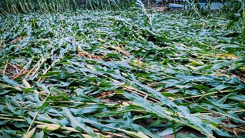 ঝিনাইগাতীতে শিলাবৃষ্টিতে ১০ হেক্টর জমির ভুট্টা ক্ষতিগ্রস্ত