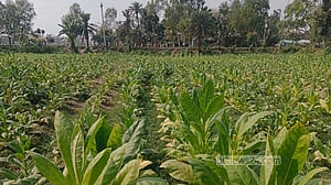 সিরাজগঞ্জে বাড়ছে তামাক চাষ, মাটির উর্বরতা-পরিবেশ নিয়ে শঙ্কা