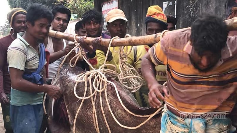 সেন্ট মার্টিন উপকূলে ধরা পড়ল ২০৫ কেজির ভোল মাছ, আড়াই লাখে বিক্রি