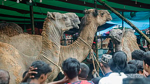 তেজগাঁও হাটের কোরবানির পশু