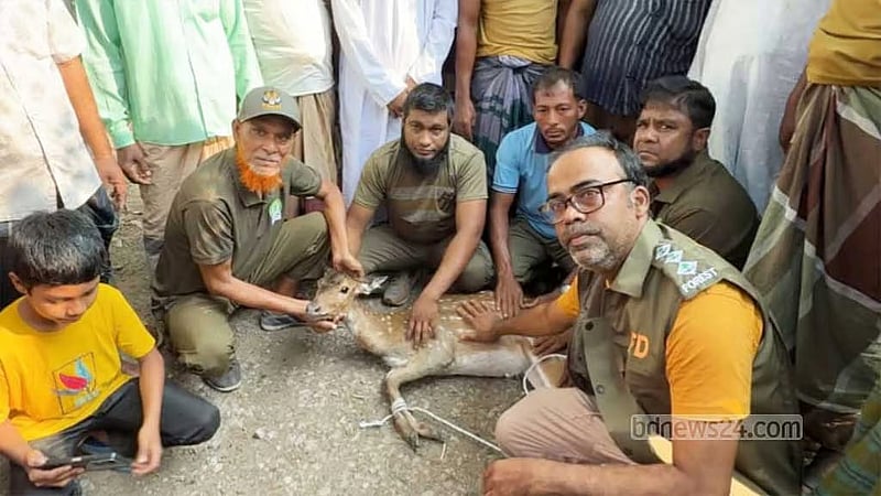 বরগুনায় কুকুরের ধাওয়া খেয়ে লোকালয়ে হরিণ, বন বিভাগের উদ্ধার