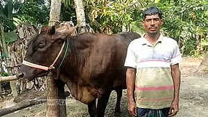 ভোলার খামারে নজর কেড়েছে ৬ ফুট উচ্চতার ‘জমিদার’