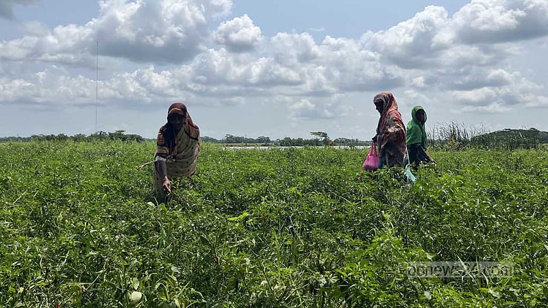 মাঠে আছেন, কাগজে নেই: নারী কৃষকের স্বীকৃতির লড়াই