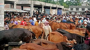 কোরবানি ঈদ: ভোলার পশুর হাটে শেষ মুহুর্তে ক্রেতাদের ভিড়