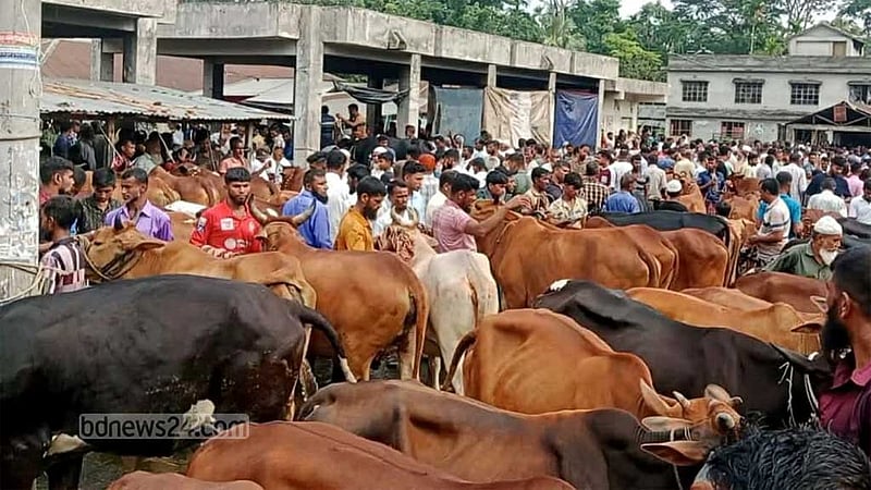 কোরবানি ঈদ: ভোলার পশুর হাটে শেষ মুহুর্তে ক্রেতাদের ভিড়