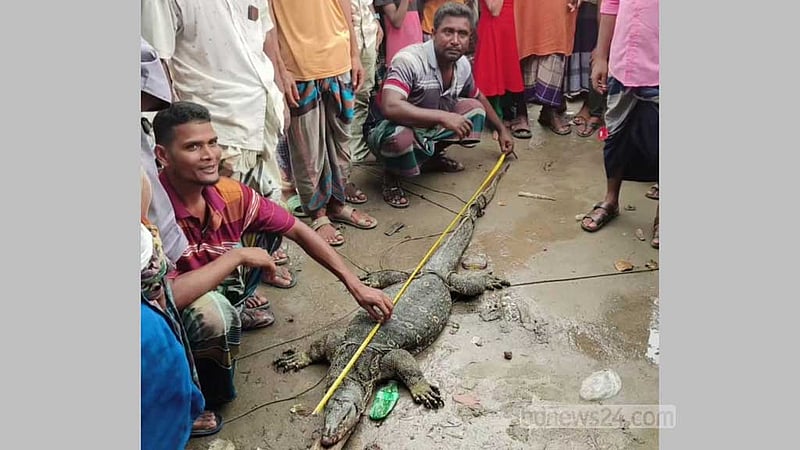 ভোলার বাগানে মিলল ‘মনিটর লিজার্ড’ গুইসাপ