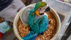 মিরপুরে জমজমাট পাখির হাট