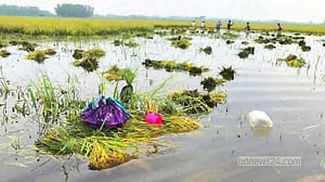 পানিতে তলিয়ে গেছে ধান, দেখে জমিতেই অচেতন হয়ে মারা যান কৃষক