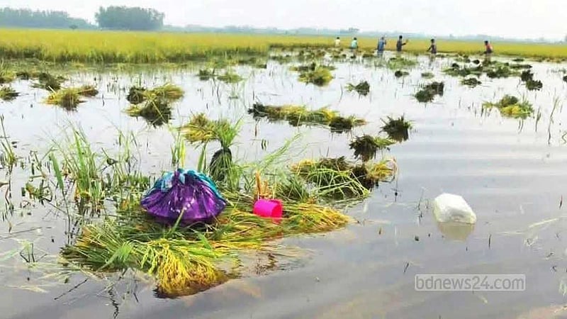 পানিতে তলিয়ে গেছে ধান, দেখে জমিতেই অচেতন হয়ে মারা যান কৃষক