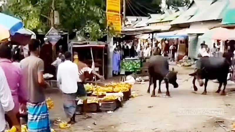 জামালপুরে কোরবানির পশুর হাটে মহিষের আক্রমণে নিহত ২