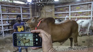 কোরবানির বাজারে দাম বাড়াতে ‘ভাইরাল’ হতে হচ্ছে পশুকেও